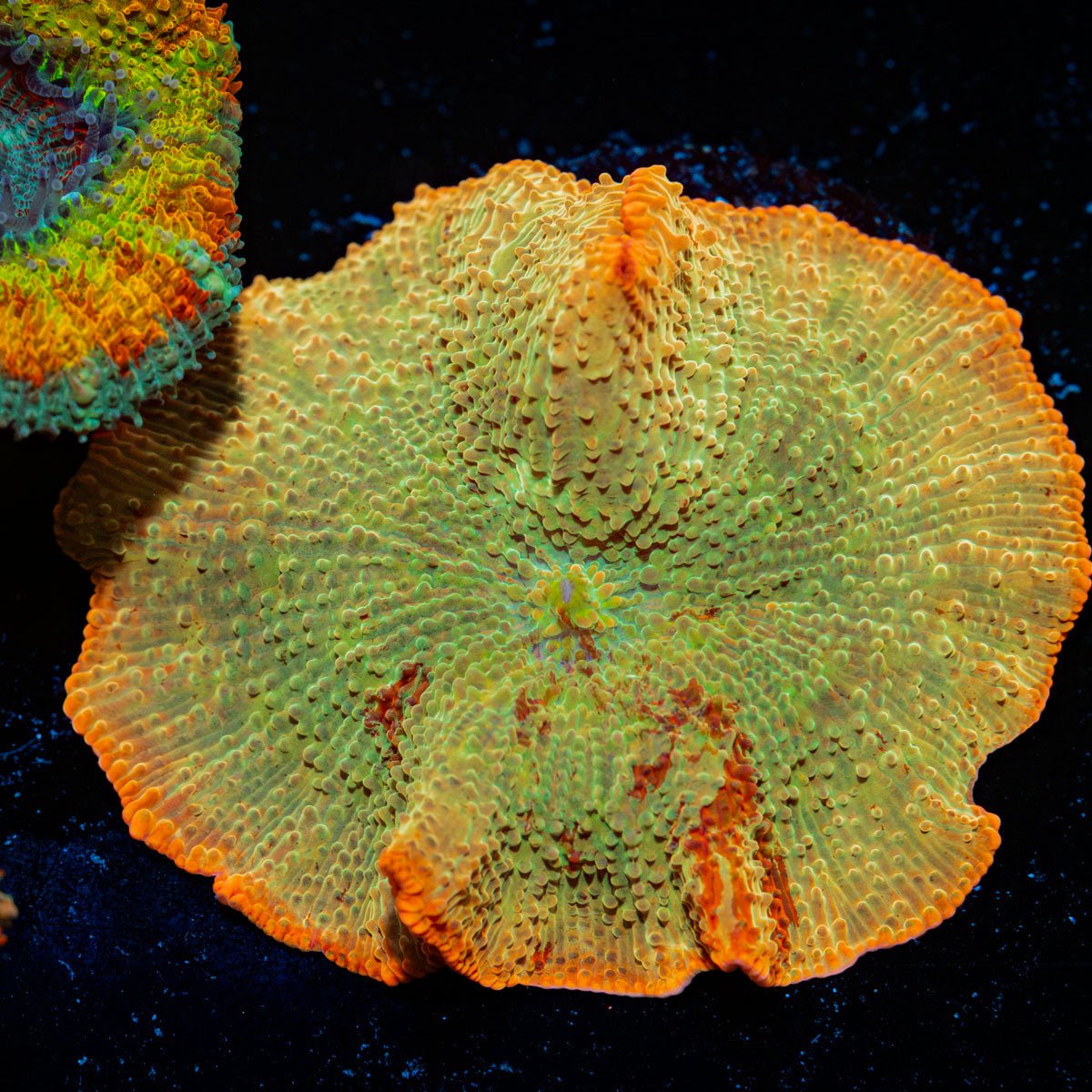 Jawbreaker Mushroom Coral with distinctive mushroom disc in reef aquarium