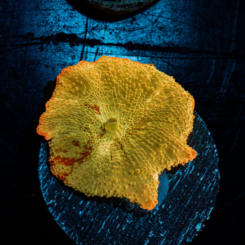 Ultimate Jawbreaker Mushroom Coral with distinctive mushroom disc in reef aquarium