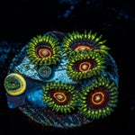 Jawbreaker Zoanthid with intricate patterning in a saltwater aquarium
