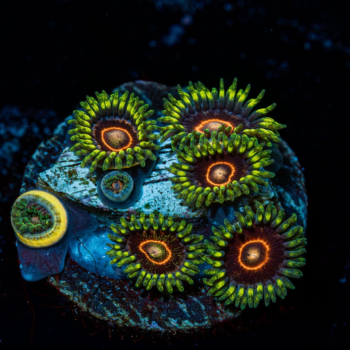 Jawbreaker Zoanthid with intricate patterning in a saltwater aquarium