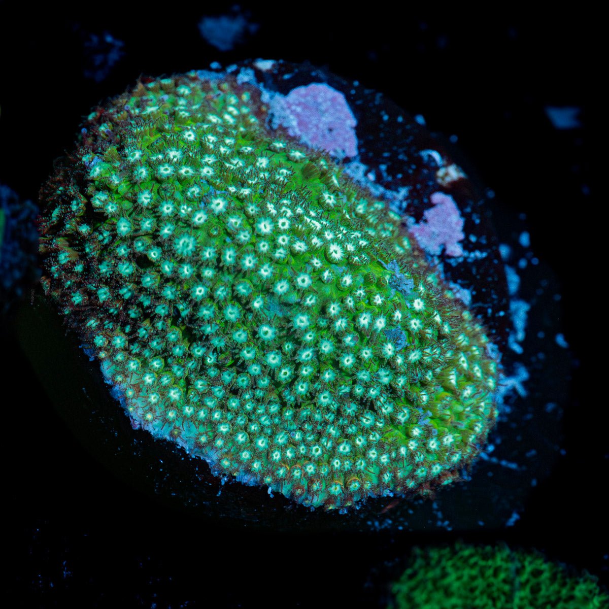 JF Grassy Fields Stylo Coral with branching growth in reef aquarium