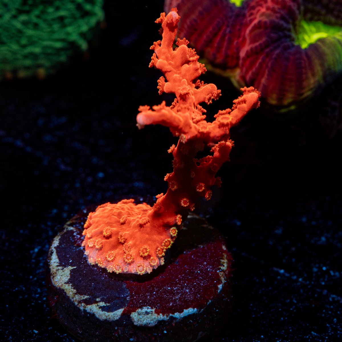 JF TNT Anacropora with intricate branching growth in a reef aquarium