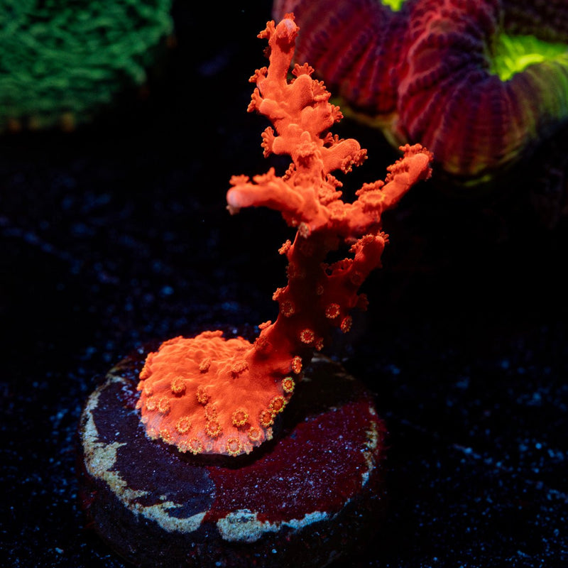 JF TNT Anacropora Coral