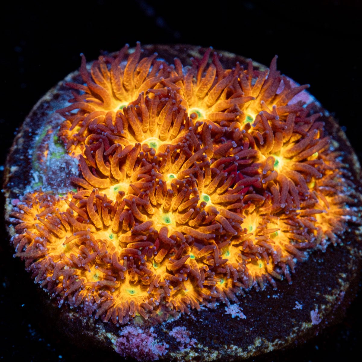 John Deere Lepto LPS Coral with textured surface in a saltwater aquarium