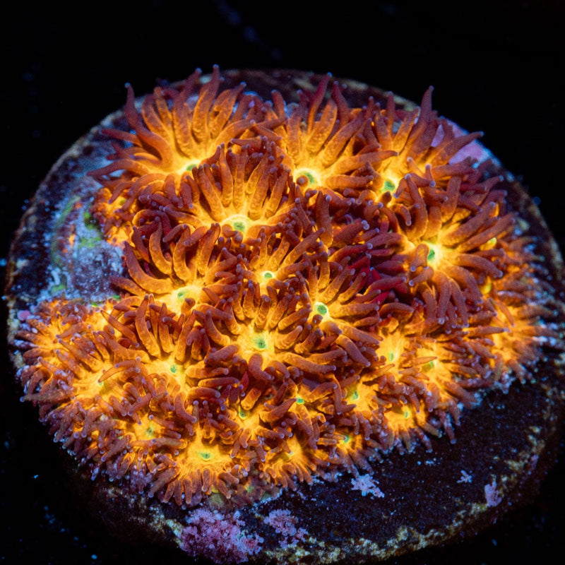 John Deere Lepto Coral