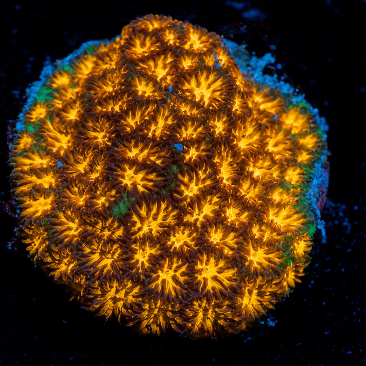 John Deere Lepto Coral with encrusting growth in reef aquarium