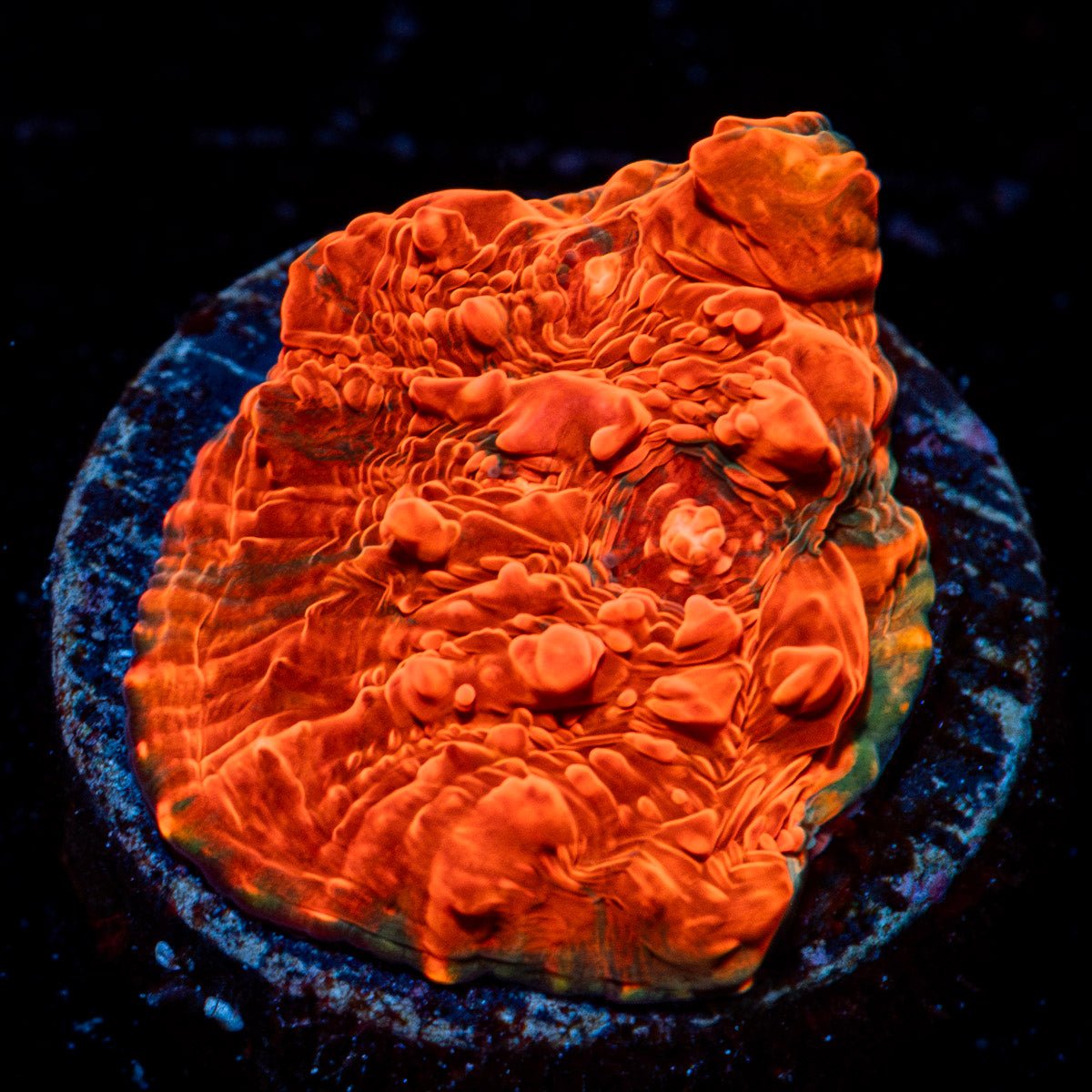 Jolly Rancher Chalice with textured surface and vibrant hues in a reef aquarium
