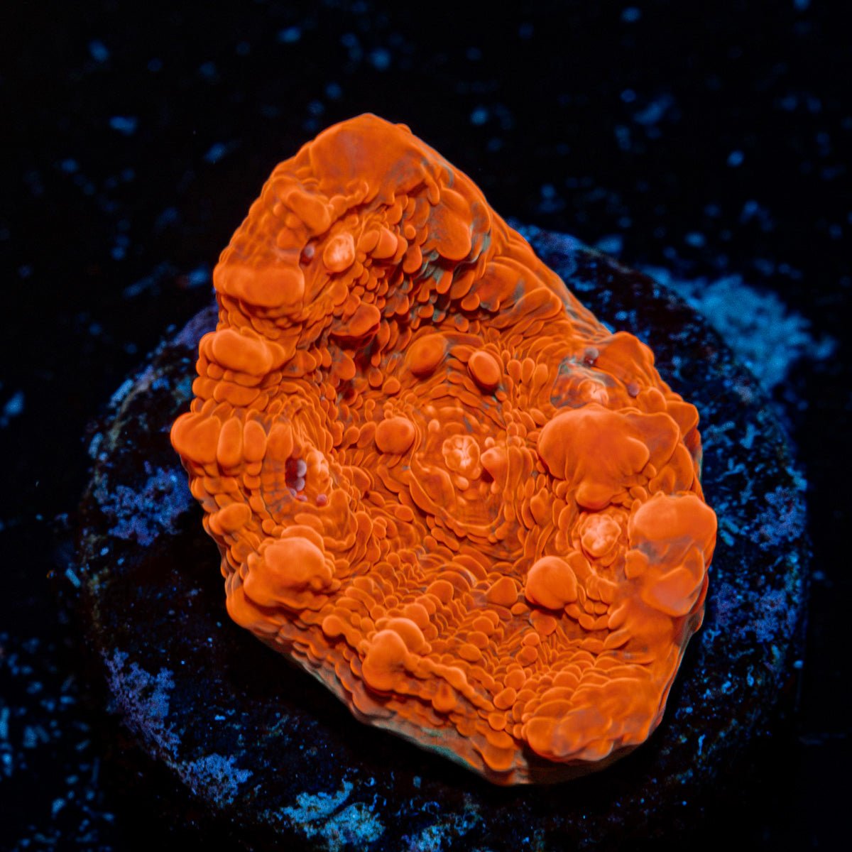Jolly Rancher Chalice Coral with encrusting growth in reef aquarium