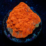 Jolly Rancher Chalice Coral with encrusting growth in reef aquarium