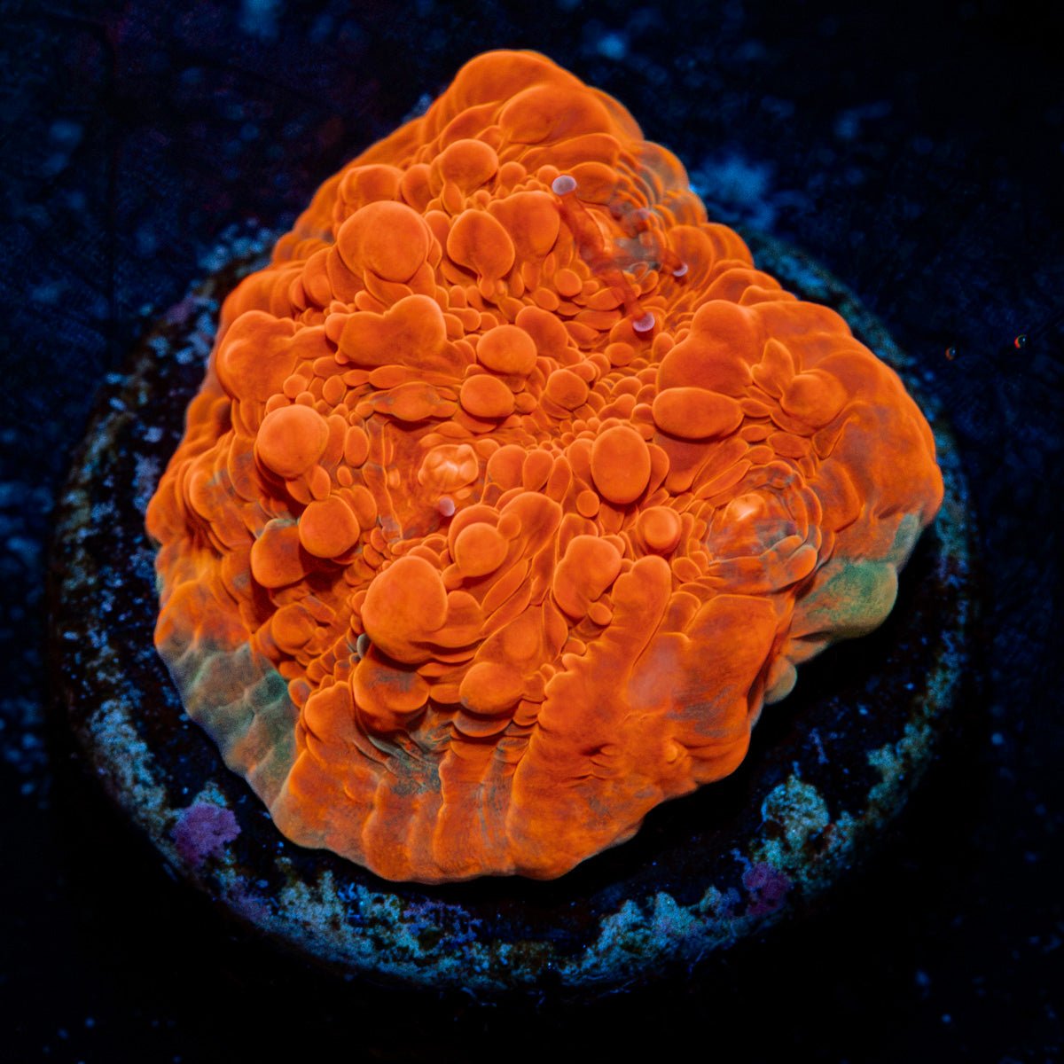 Jolly Rancher Chalice Coral with encrusting growth in reef aquarium