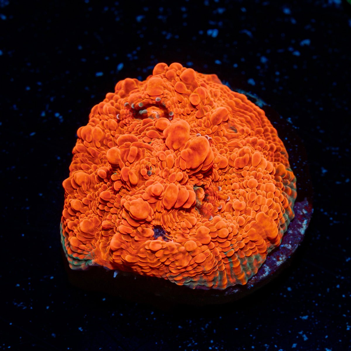 Jolly Rancher chalice coral with encrusting growth in reef aquarium