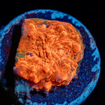 Jolly Rancher Chalice Coral with encrusting growth in reef aquarium