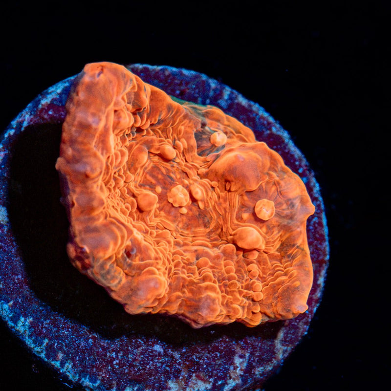 Jolly Rancher Chalice Coral with encrusting growth in reef aquarium