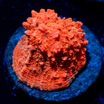 Jolly Rancher Chalice coral with encrusting growth in reef aquarium