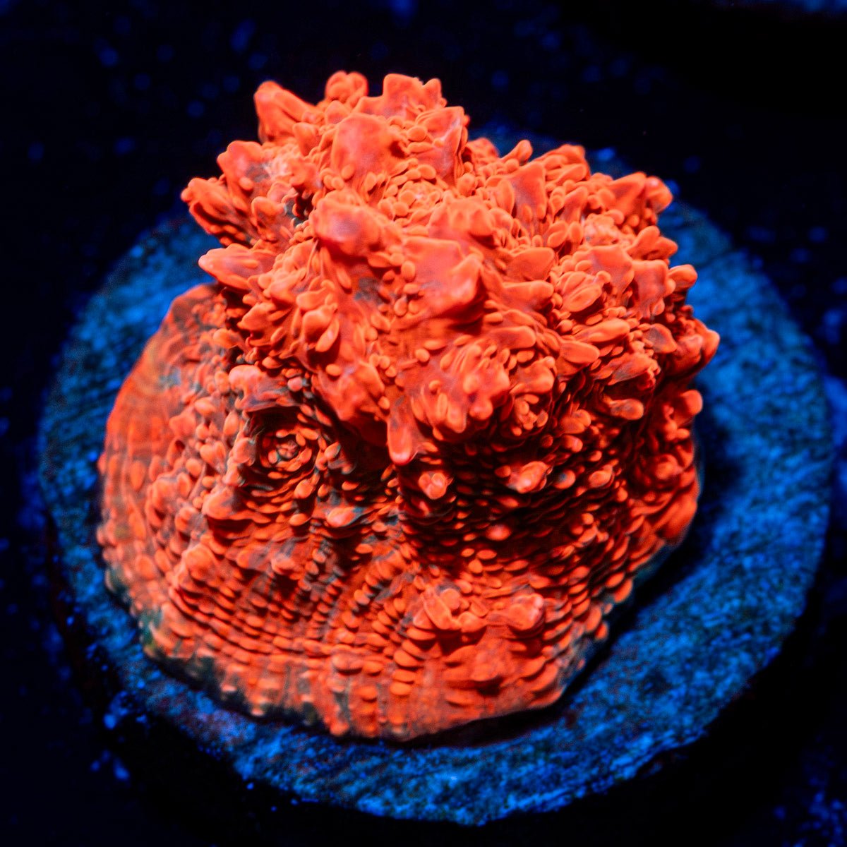 Jolly Rancher Chalice coral with encrusting growth in reef aquarium
