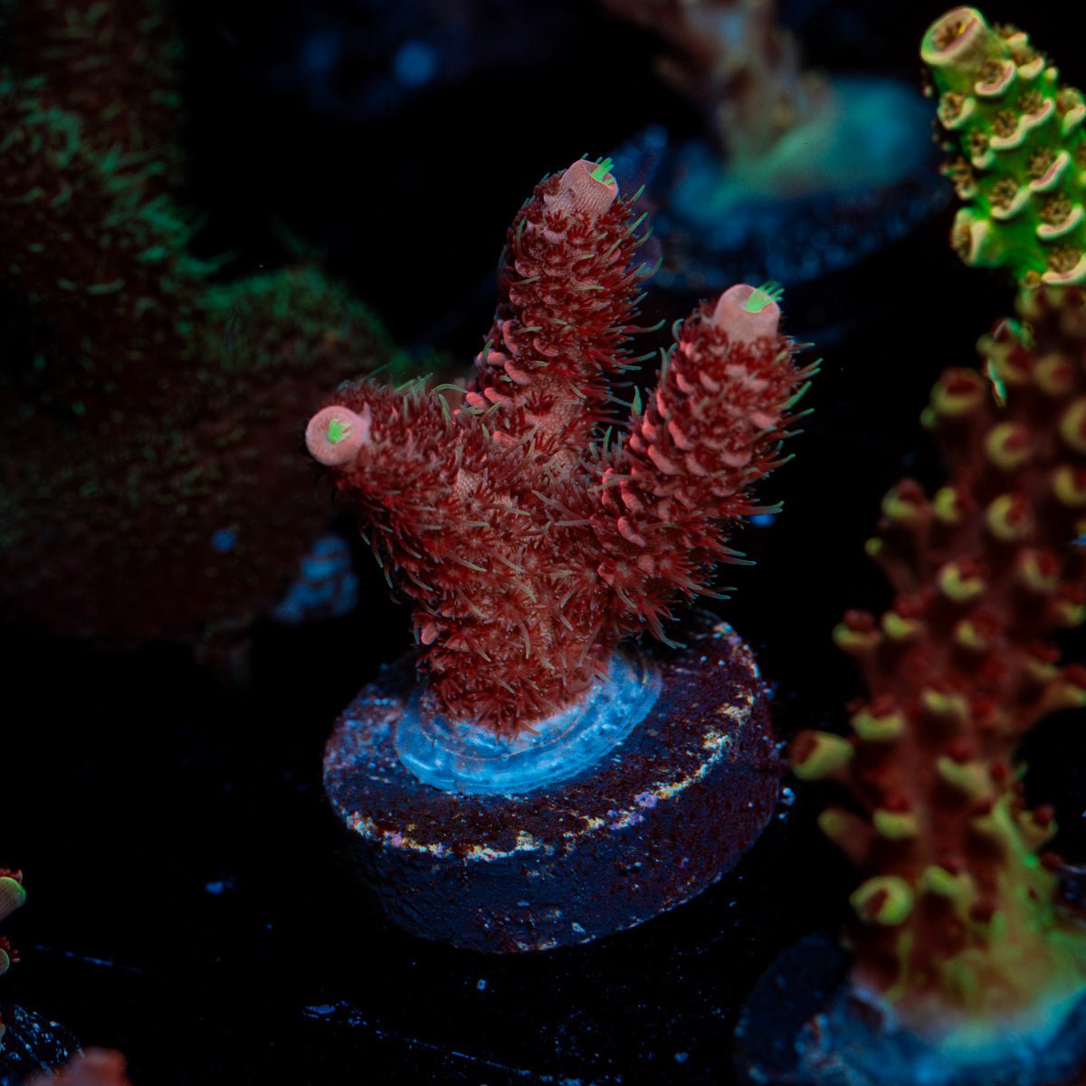 Judge Judy Acropora Coral with branching growth in reef aquarium