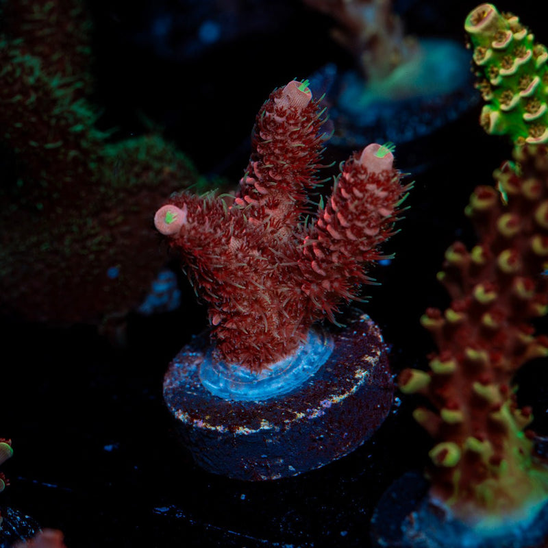Judge Judy Acropora Coral with branching growth in reef aquarium
