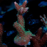 Judge Judy Acropora Coral with branching growth in reef aquarium