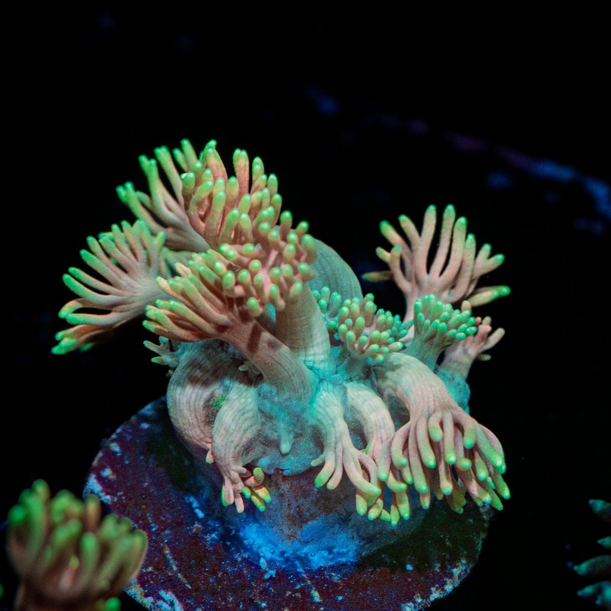 Juice Fruit Goniopora coral with flower-like polyps in reef aquarium