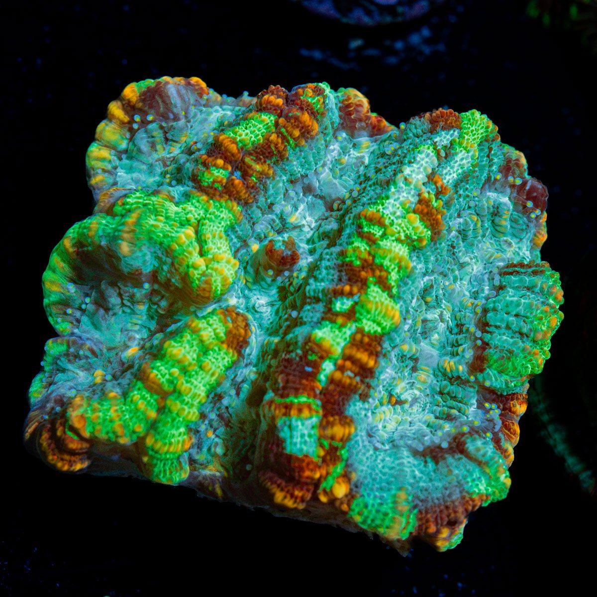 Jungle wilsoni Coral with fleshy open polyp in reef aquarium