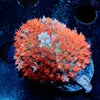 Saint Thomas Mushroom - riptide aquaculture llc