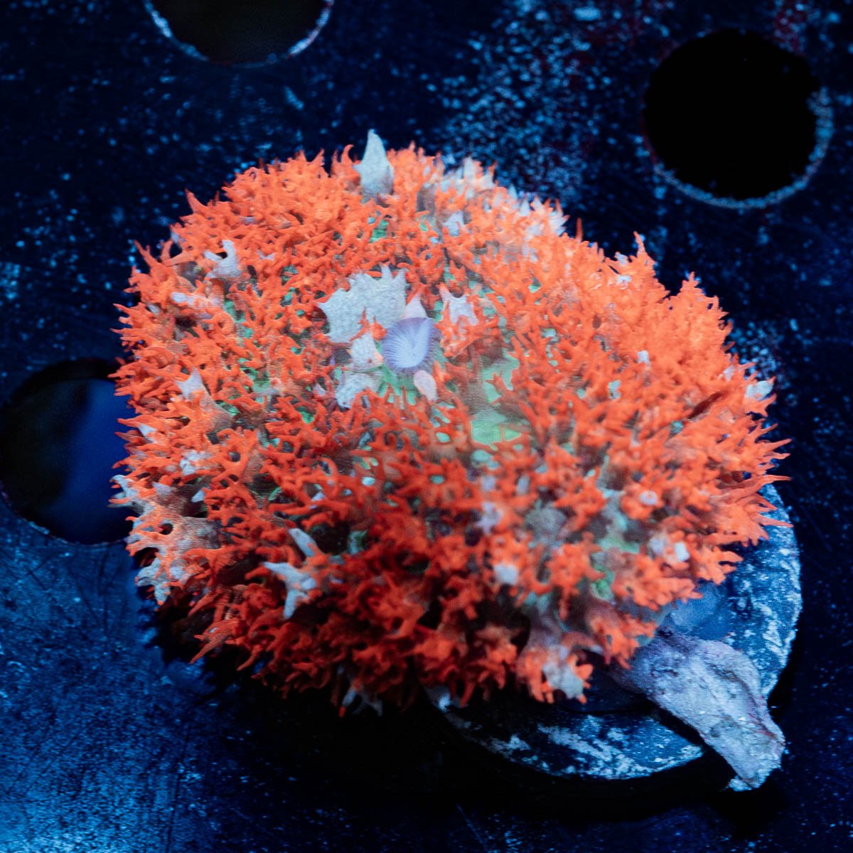 Saint Thomas Mushroom - riptide aquaculture llc