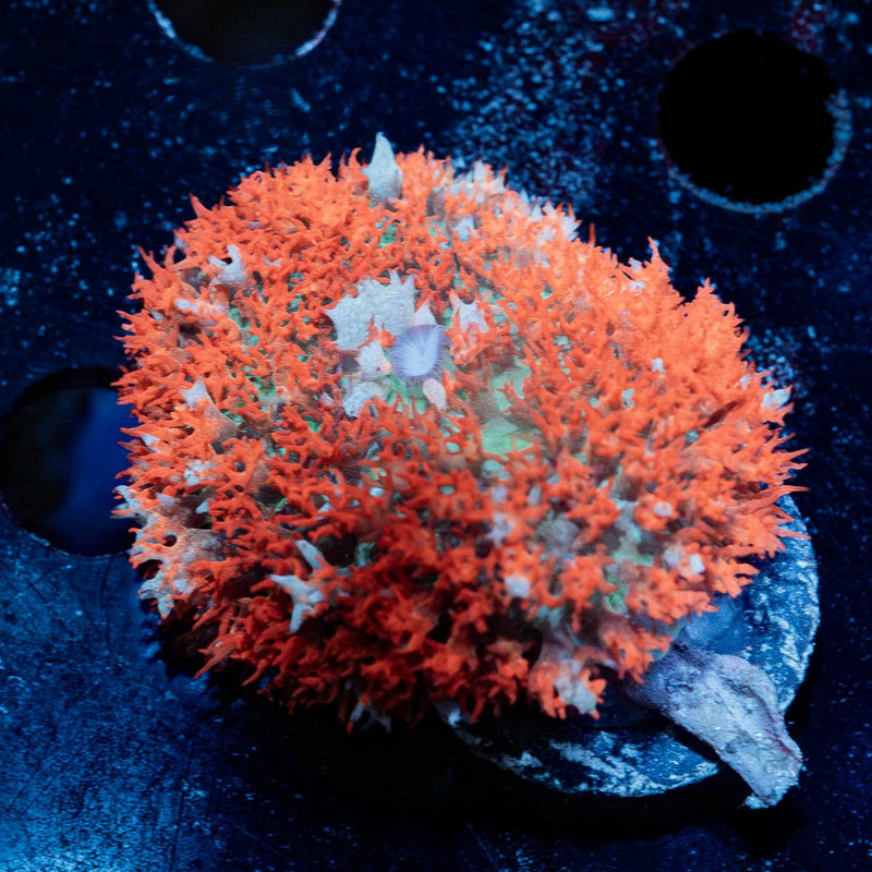 Saint Thomas Mushroom