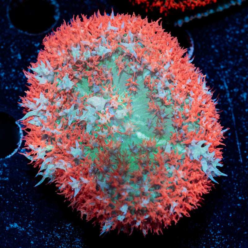 Saint Thomas Mushroom