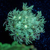 Toxic Goniopora - riptide aquaculture llc