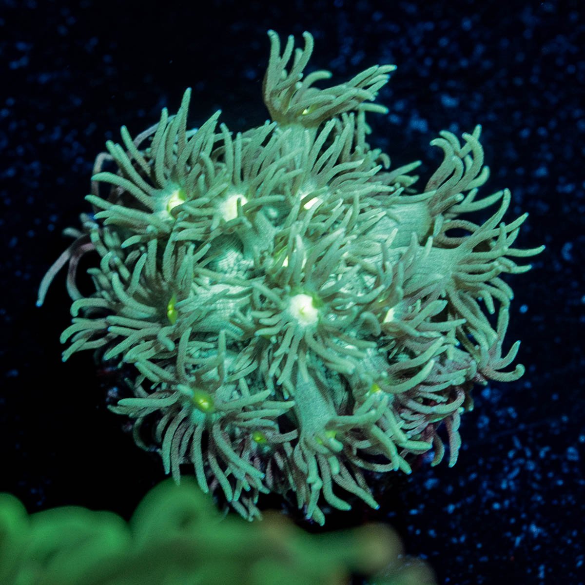 Toxic Goniopora - riptide aquaculture llc