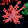 Red Bull Goniopora - riptide aquaculture llc