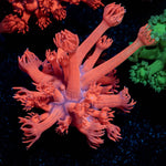 Red Bull Goniopora - riptide aquaculture llc