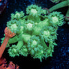 Bubble Toes Goniopora - riptide aquaculture llc