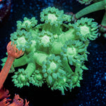 Bubble Toes Goniopora - riptide aquaculture llc