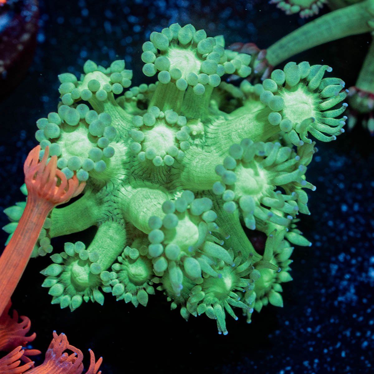 Bubble Toes Goniopora - riptide aquaculture llc