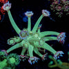 Bubble Toes Goniopora - riptide aquaculture llc