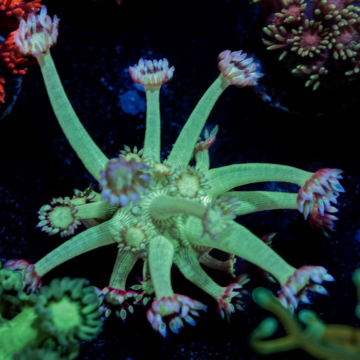 Bubble Toes Goniopora - riptide aquaculture llc