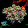 Iron Man Goniopora - riptide aquaculture llc