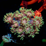 Iron Man Goniopora - riptide aquaculture llc