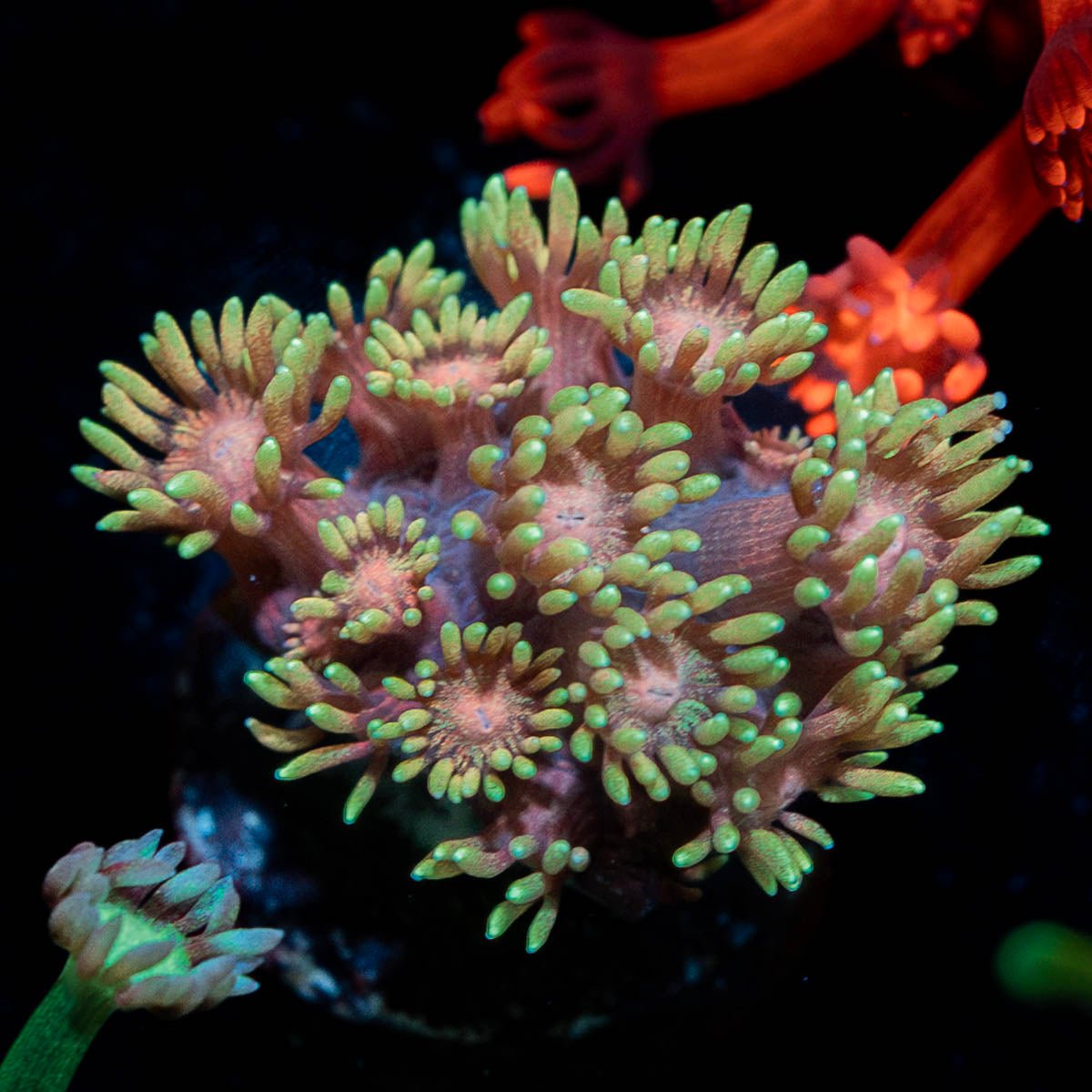 Iron Man Goniopora - riptide aquaculture llc