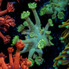 Bubble Toes Goniopora - riptide aquaculture llc