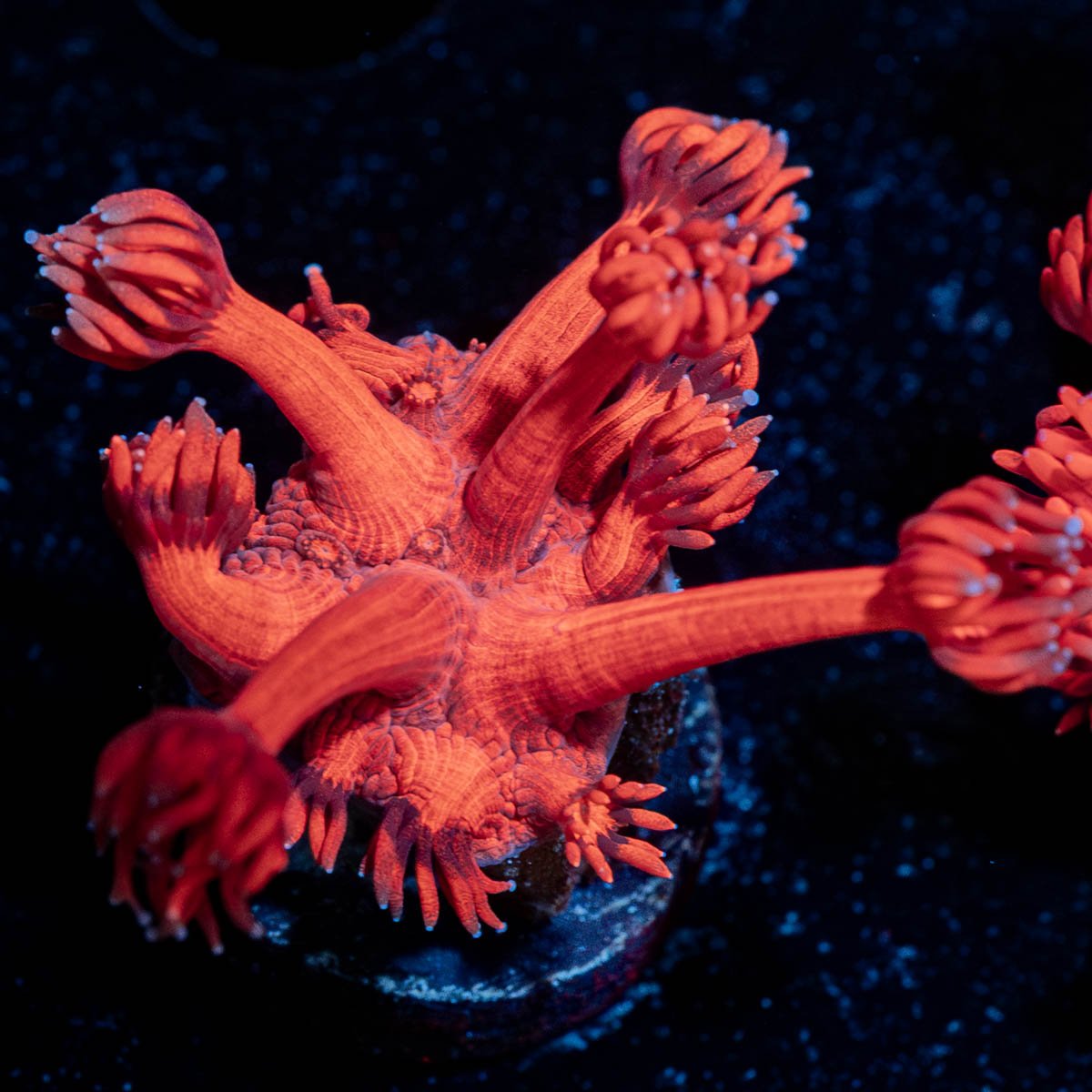 Red Bull Goniopora - riptide aquaculture llc