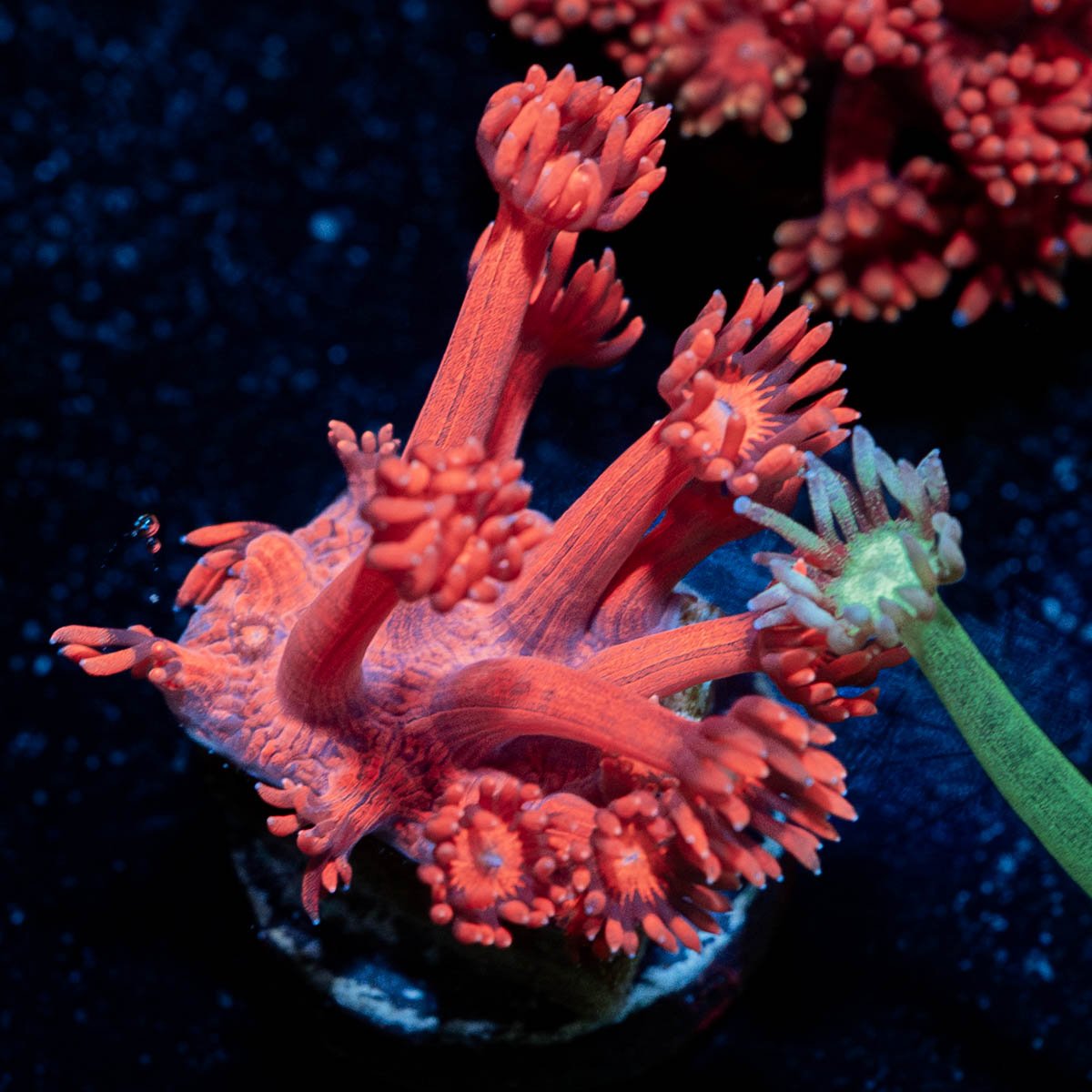 Red Bull Goniopora - riptide aquaculture llc