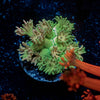 Encore Goniopora - riptide aquaculture llc