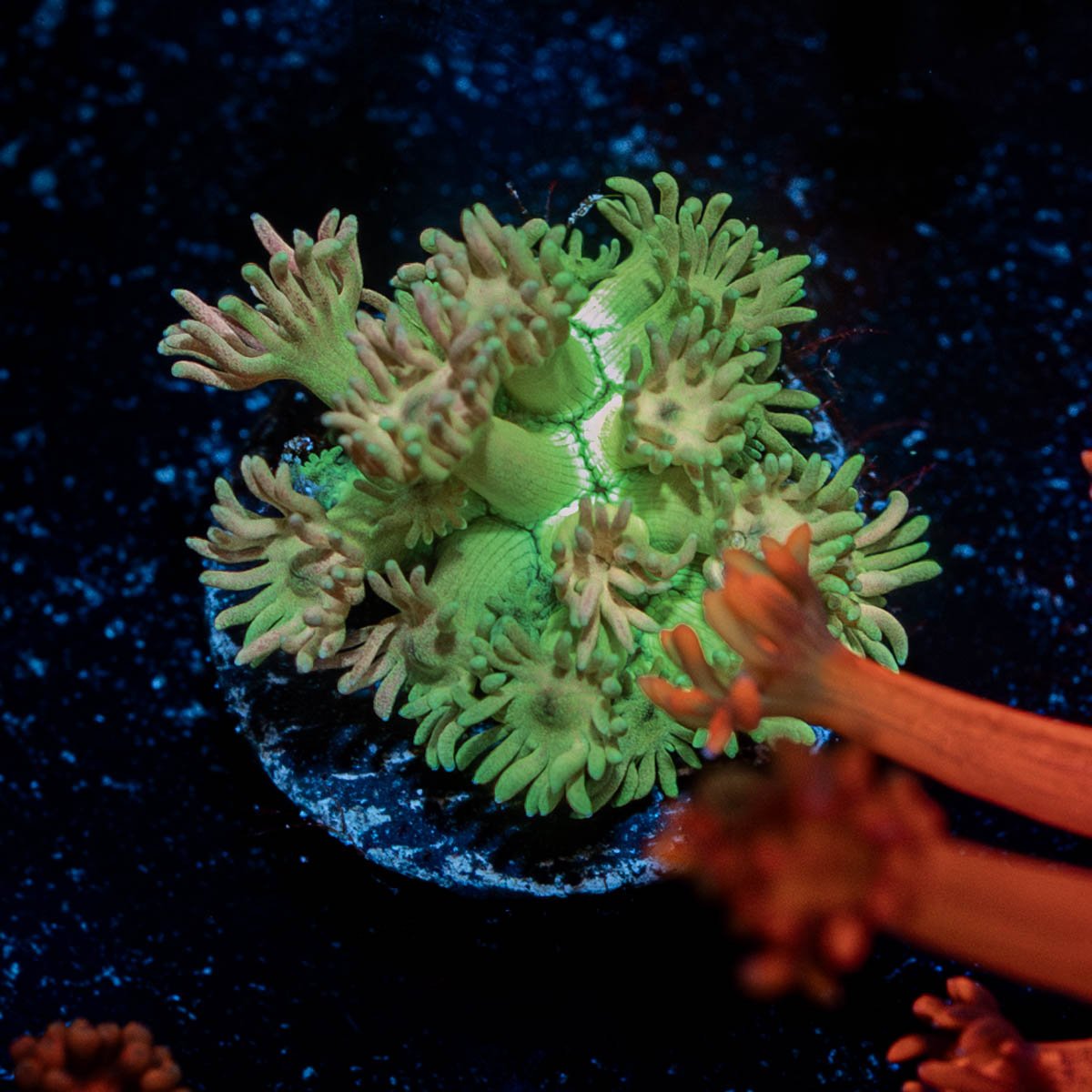 Encore Goniopora - riptide aquaculture llc