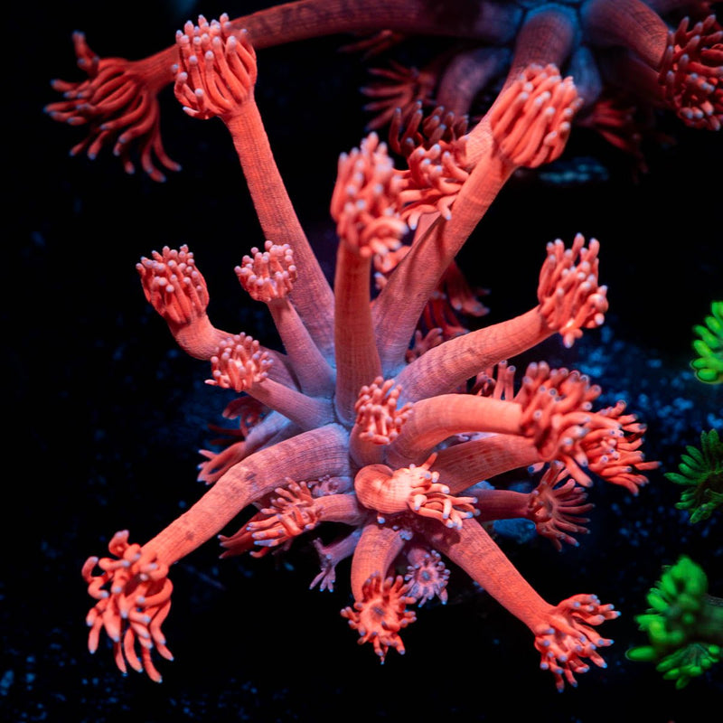 Sugar High Goniopora