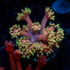 Iron Man Goniopora - riptide aquaculture llc