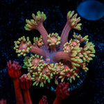 Iron Man Goniopora - riptide aquaculture llc
