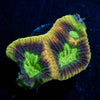 Dragon Soul Favia - riptide aquaculture llc