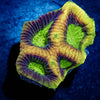 Dragon Soul Favia - riptide aquaculture llc